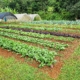 Crops growing in the field next to several hoop houses