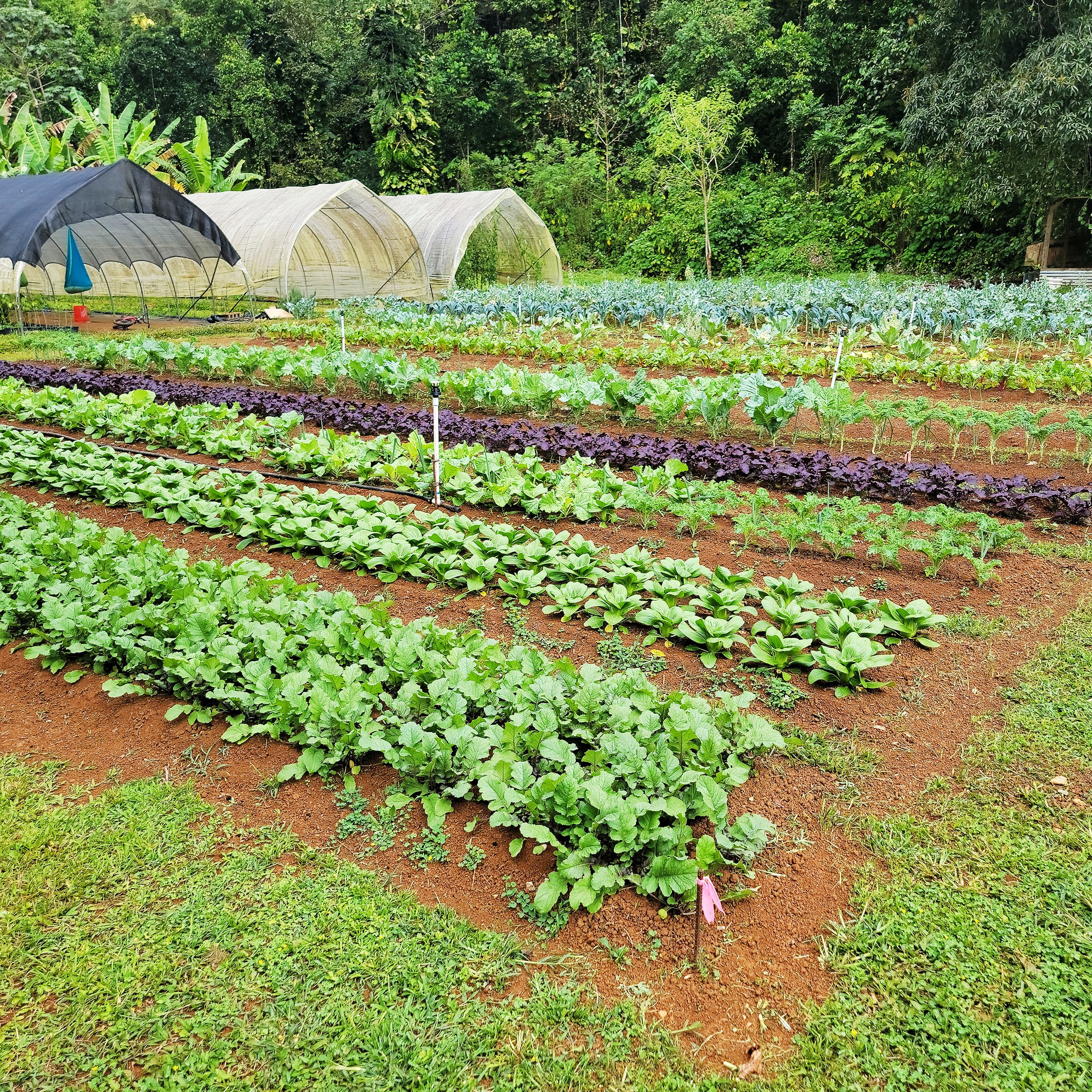 Crops growing in the field next to several hoop houses