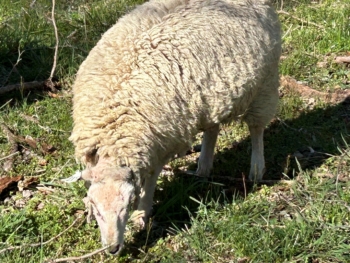 Ewe with missing ear after being attacked by dogs