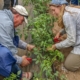 Two farm workers harvesting herbs