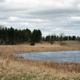 A pond with dry grass around the edge and forest behind, under sky with clouds.