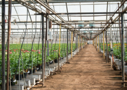 itayama Brothers, Inc. hydroponic greenhouses with micro irrigation in Watsonville, CA.