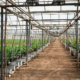 itayama Brothers, Inc. hydroponic greenhouses with micro irrigation in Watsonville, CA.