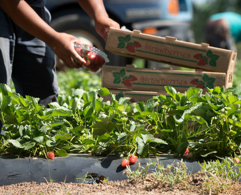 Person's hands putting plastic container of strawberries in cardboard box, with strawberry plants and berries in the foreground