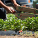 Person's hands putting plastic container of strawberries in cardboard box, with strawberry plants and berries in the foreground