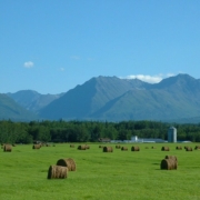 round bales of hay in a green field with a background of forest, mountains, and blue sky