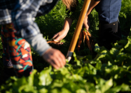 two people's hands and a shovel, harvesting carrots