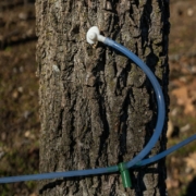 blue tubing runs from a tap in a maple tree's trunk