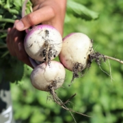 hand holding three turnips