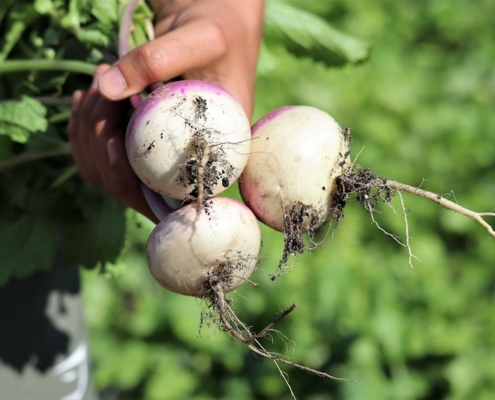 hand holding three turnips