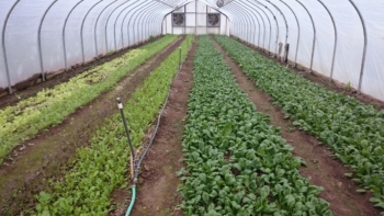 Spinach and Asian greens in a tunnel in December in Southern Pennsylvania