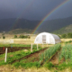 rainbow over hoop house and rows of vegetables