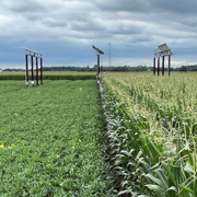 green fields of two different crops with solar panels on agrivoltaic structures in them