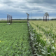 green fields of two different crops with solar panels on agrivoltaic structures in them