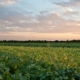 A field of soybeans under blue sky with pink clouds