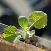 green pumpkin seedling with four leaves, close-up