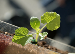 green pumpkin seedling with four leaves, close-up