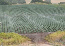 overhead sprinklers watering a field of greens, as a high-angle shot