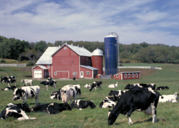 black and white dairy cows grazing on pasture in front of a red ban and blue silo