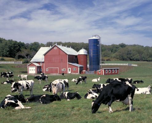 black and white dairy cows grazing on pasture in front of a red ban and blue silo