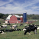 black and white dairy cows grazing on pasture in front of a red ban and blue silo