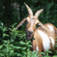 brown and white goat with horns grazing on green vegetation