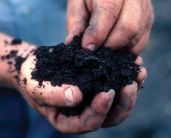 Healthy soil has a granular or crumbly structure