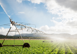 Crops being watered by irrigation