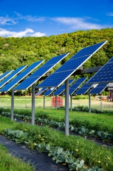 Shade from solar panels provides protection from sun and wind to vegetable crops below.