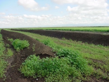 composted dairy manure added to field