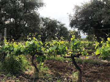 Olive trees in a vineyard agroforestry system provide shade to Malbec vines below, protecting them from extreme heat and sunburn.