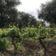 Olive trees in a vineyard agroforestry system provide shade to Malbec vines below, protecting them from extreme heat and sunburn