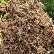 Plant roots in healthy soil