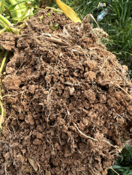 Plant roots in healthy soil