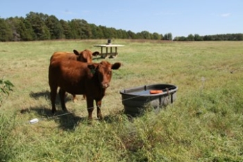 Cow in field next to water trough