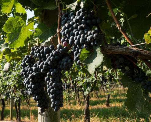 clusters of purple wine grapes hanging on the vine in sunlight