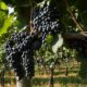 clusters of purple wine grapes hanging on the vine in sunlight