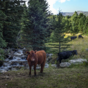 cows graze near a stream running over rocks with coniferous trees on the banks