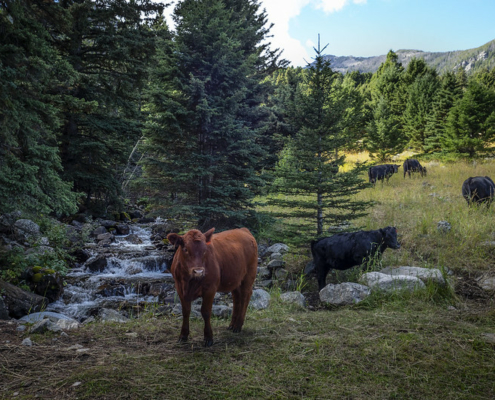 cows graze near a stream running over rocks with coniferous trees on the banks