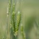 close-up of wheat stalks in the field