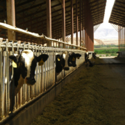 heads of several Holstein dairy cows showing through stanchions in a barn