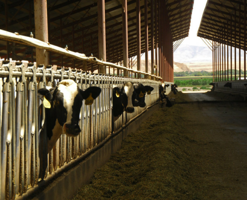 heads of several Holstein dairy cows showing through stanchions in a barn