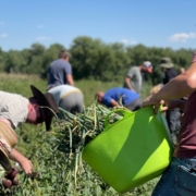 workers in an onion field under blue sky and a green tote of harvested onions