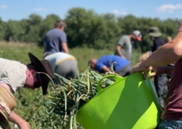 workers in an onion field under blue sky and a green tote of harvested onions