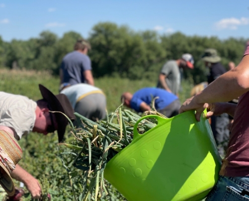 workers in an onion field under blue sky and a green tote of harvested onions