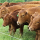 red cattle lined up next to electric fence wire, side profile to camera