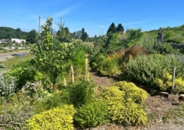 Beacon Food Forest, a public forest garden in Seattle, Washington