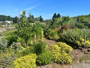 Beacon Food Forest, a public forest garden in Seattle, Washington