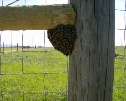 Beehive on fence post