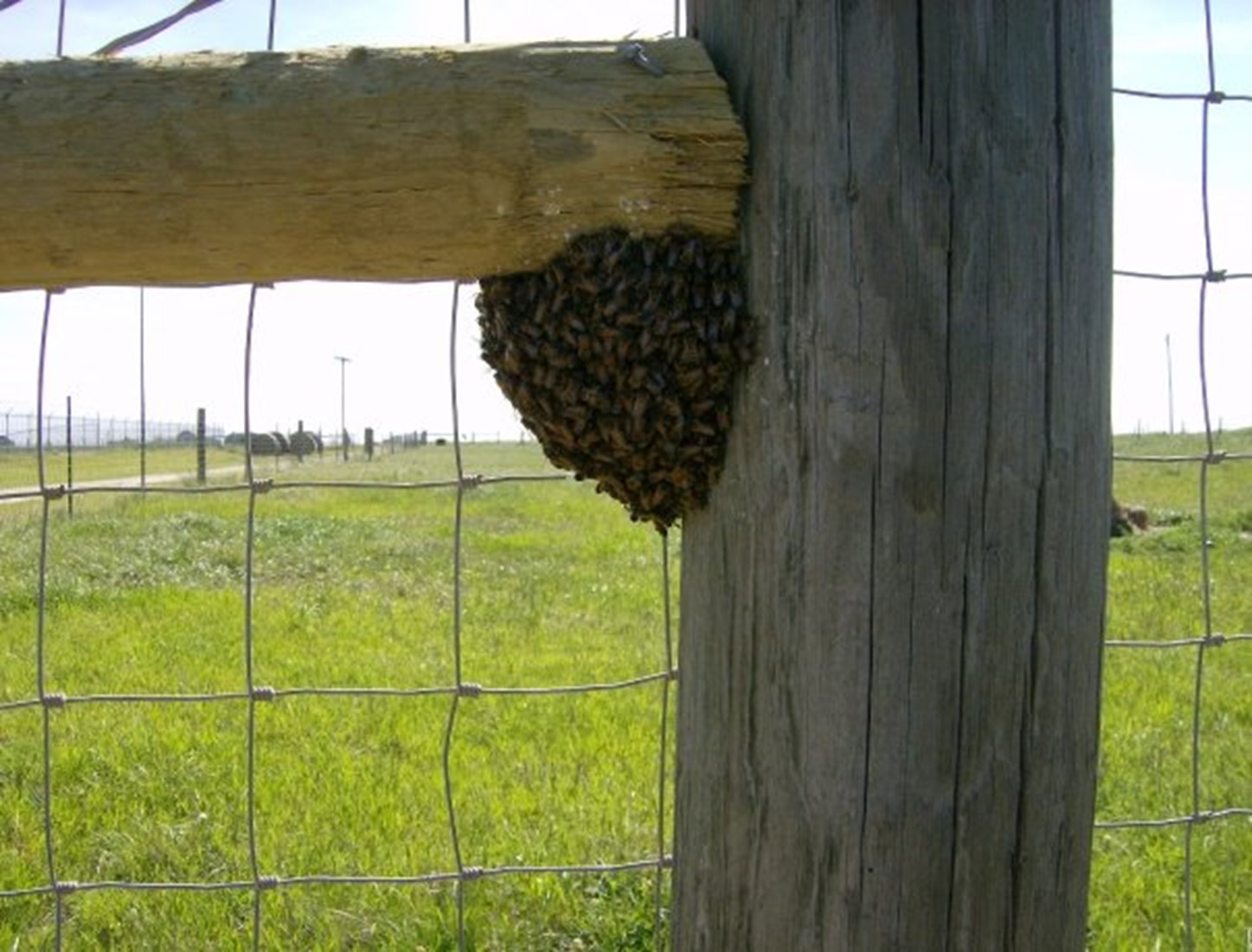 Free Bees, Part Two: Keeping Them – ATTRA – Sustainable Agriculture